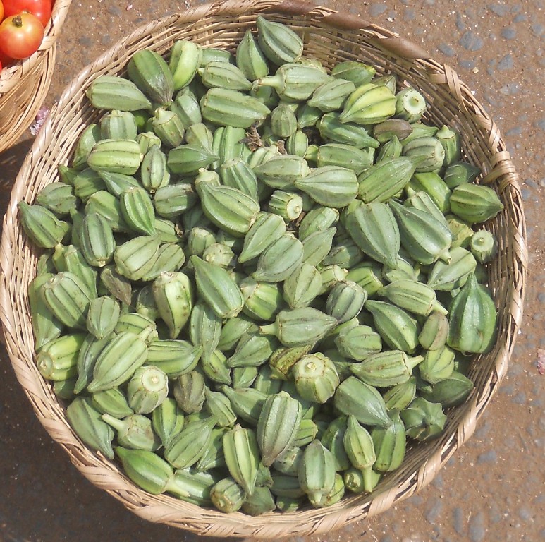 CDH promote food sovereignty, growing okra 