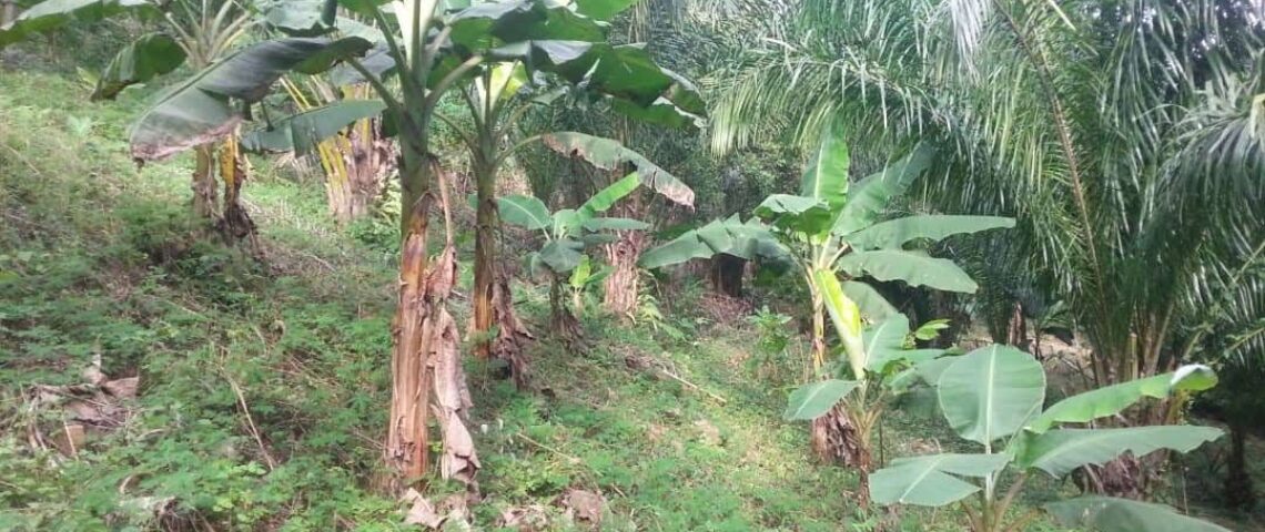 Project ECDH land