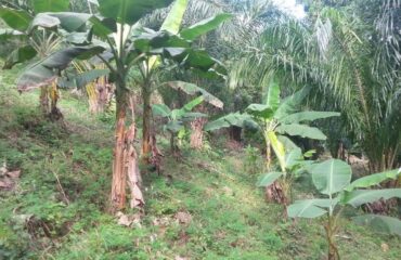 Project ECDH land