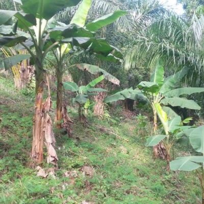 Project ECDH land