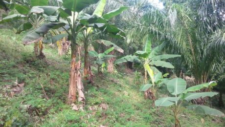 Project ECDH land