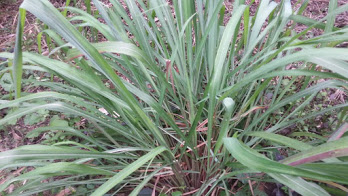 Project Ecovillage Centre des Hommes, In ECDH we grow citronella grass