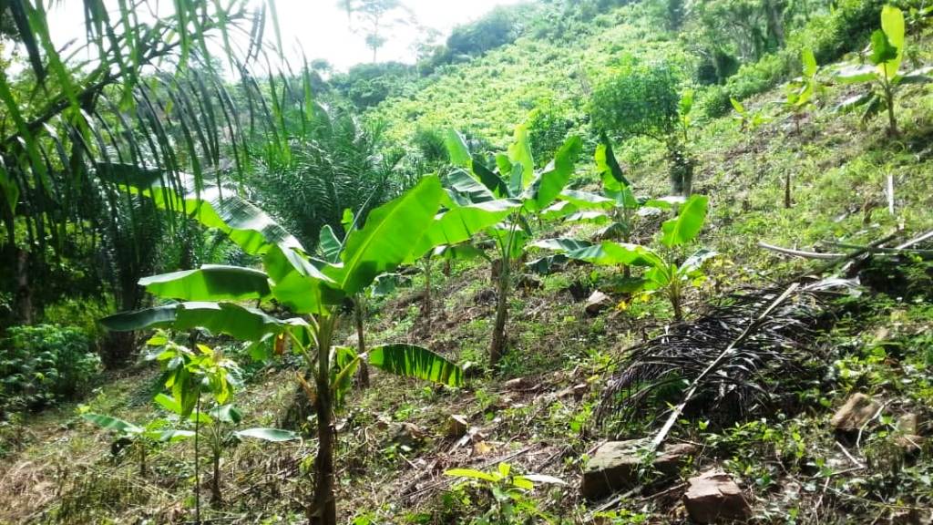 Projet Ecovillage Centre des Hommes Plantation de bananes sur les terrains de l'ECDH 