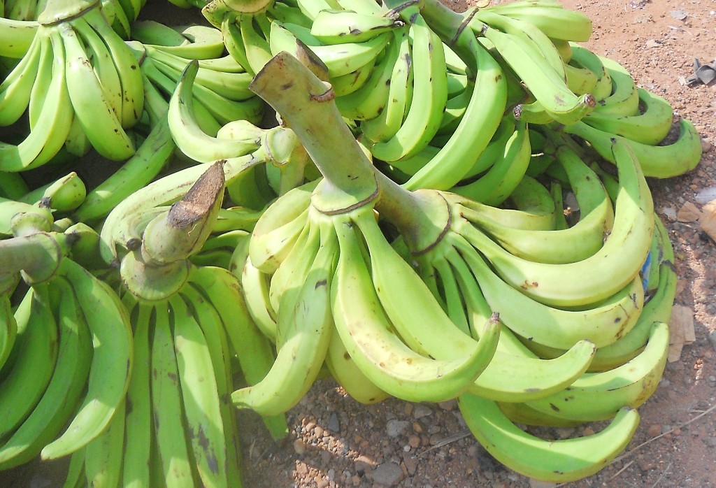 CDH food sovereignty, banana cultivation 