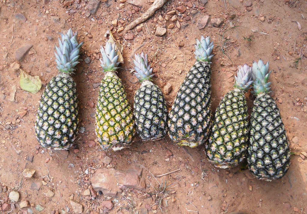 Growing pineapple 