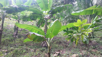 Projet Ecovillage Centre des Hommes banana plantation