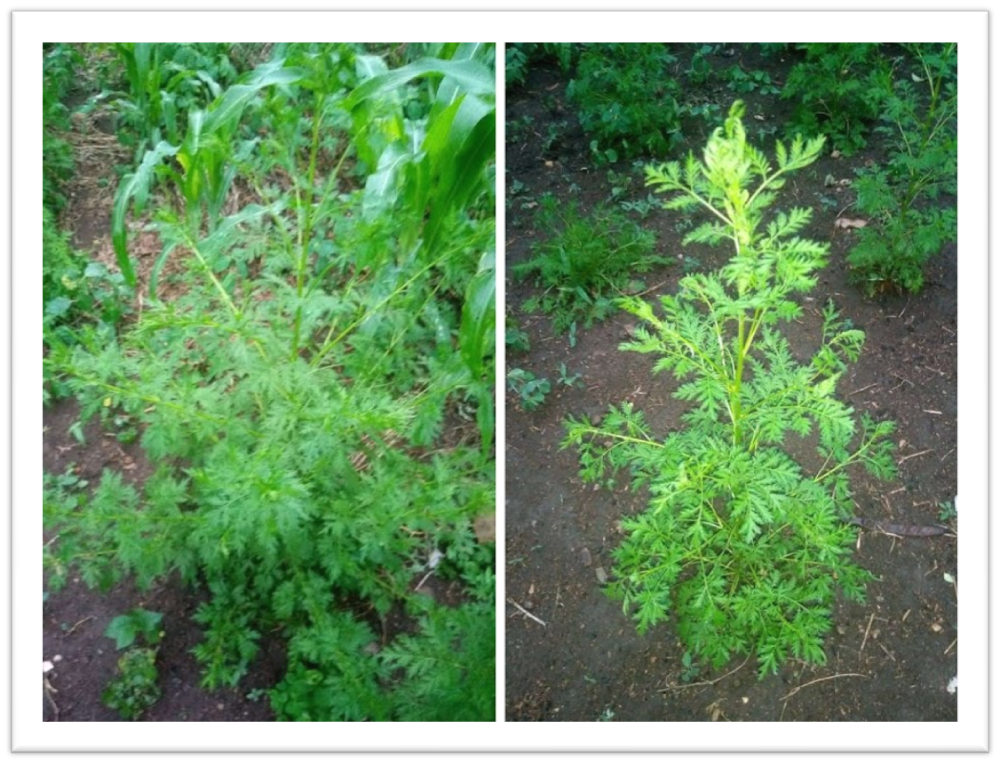 Projet Ecovillage Centre des Hommes, A l'ECDH nous cultivons l'artemisia 