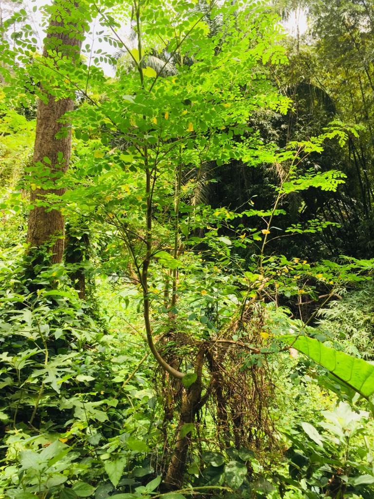 Project Ecovillage Centre des Hommes we grow moringa plants