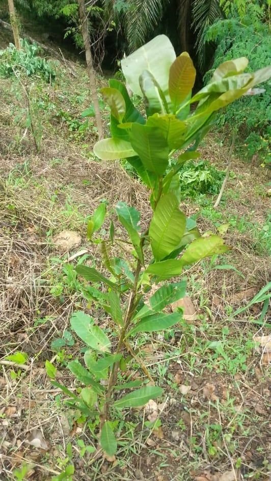 Projet Ecovillage Centre des Hommes nous cultivons des anacardiers