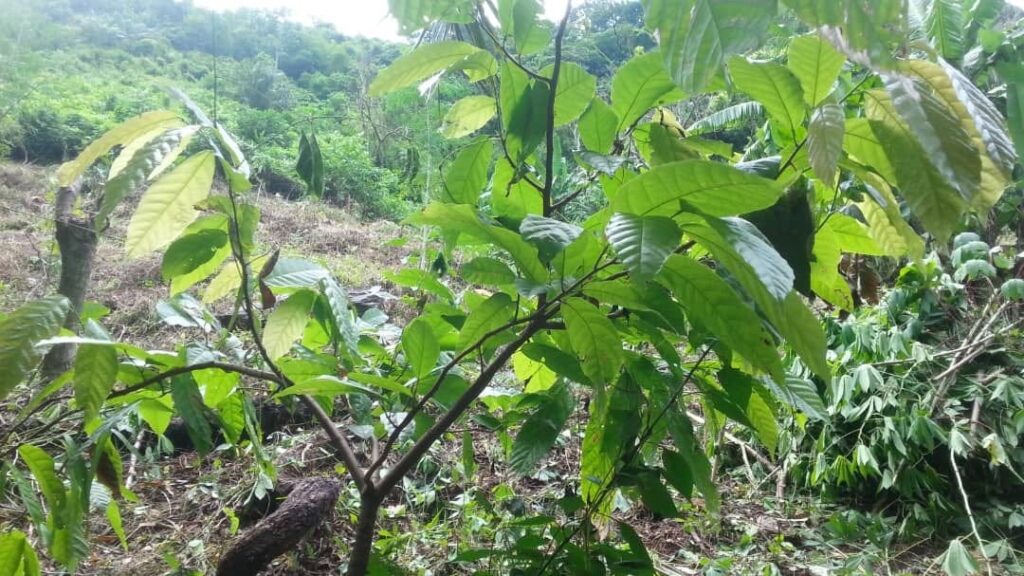 Project Ecovillage Centre des Hommes, A l'ECDH nous cultivons des cacaoyers