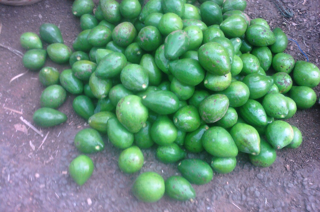 Project Ecovillage Centre des Hommes fruit avocados produced 