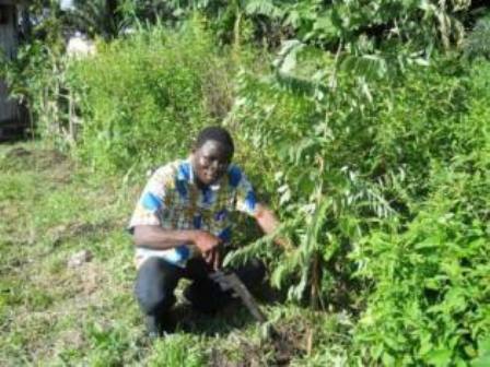 Past Volunteering of planting useful trees in village school