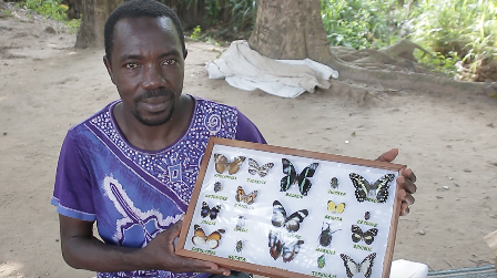 Past volunteering of insects and butterflies art 