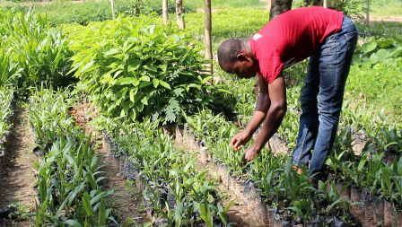 CDH encourage la plantation d'arbres et fait du crowdfunding pour la gestion de l'eau.