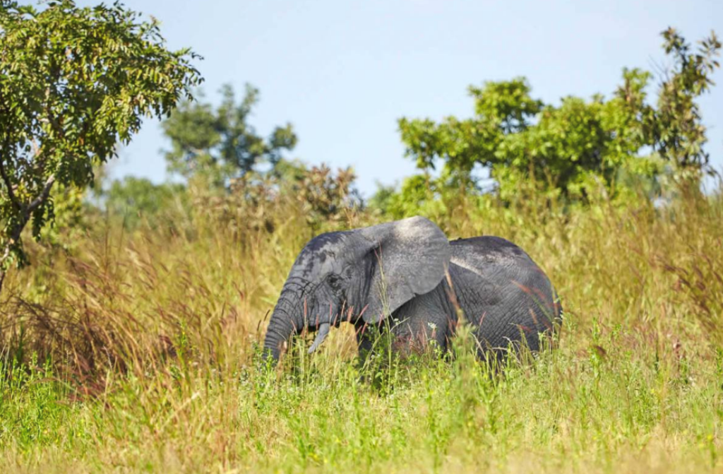 Centre des Hommes tourism au Togo, elephant can be seen in the reserve