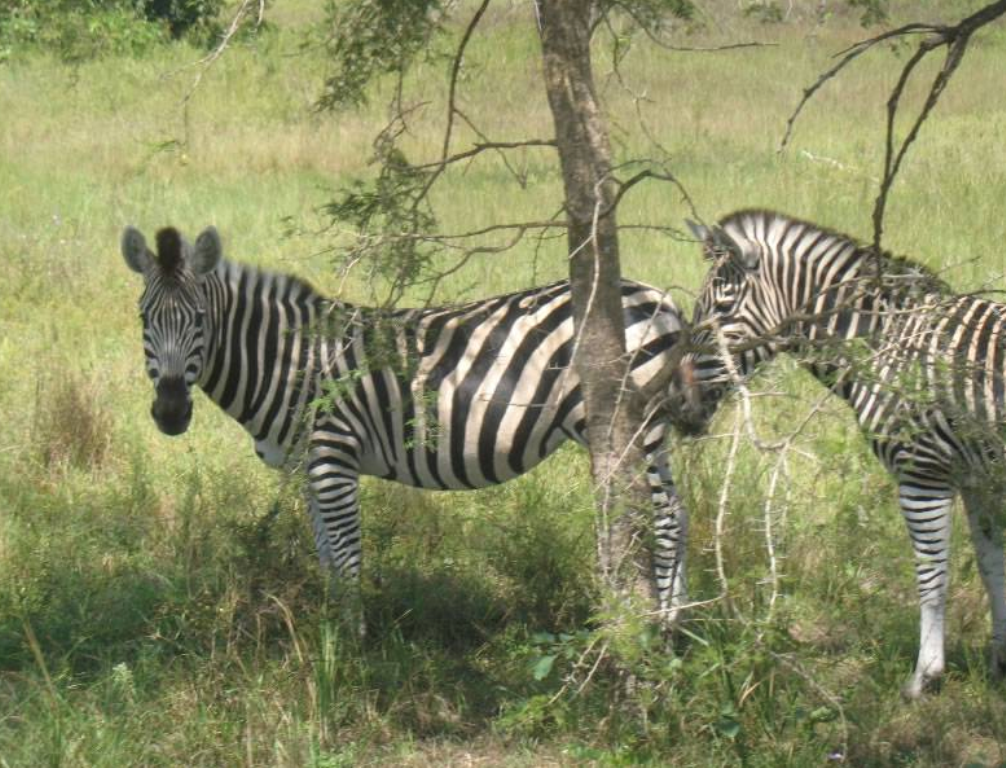 Centre des Hommes tourism to Togo, zebra can be seen in the reserve
