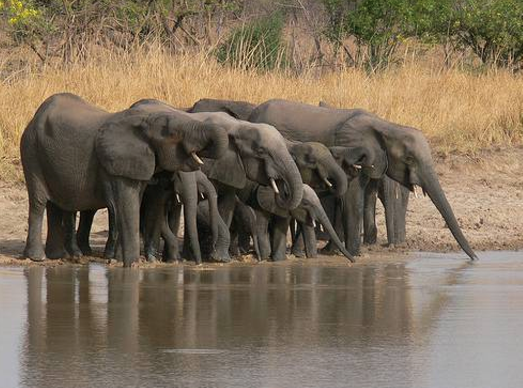 Centre des Hommes tourism to Togo elephant, herds and so on can be view