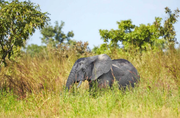On peut voir des éléphants dans la réserve
