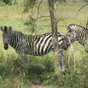 Zebra can be seen in the reserve