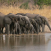 Les troupeaux d'éléphants peuvent être vus
