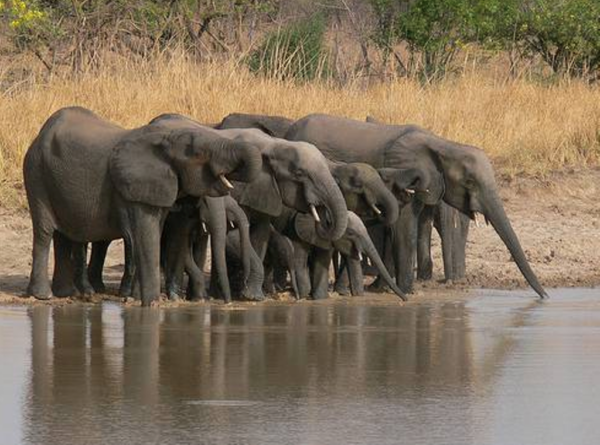 Elephant herds can be view